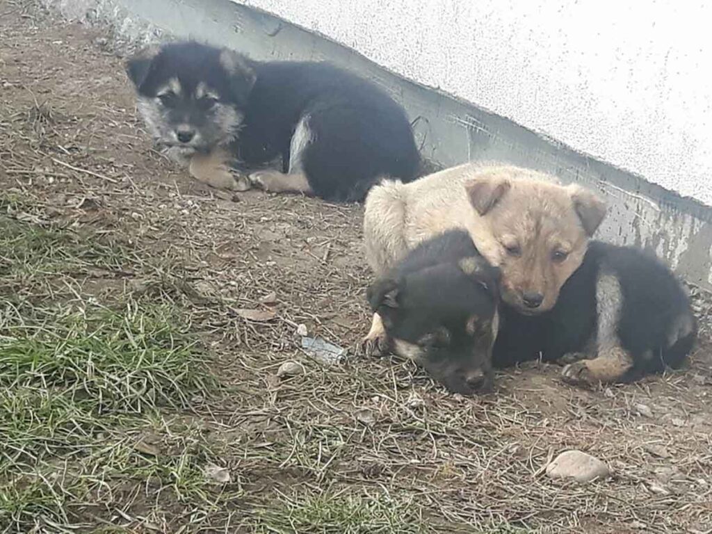 This sad sight is all too common all over Romania