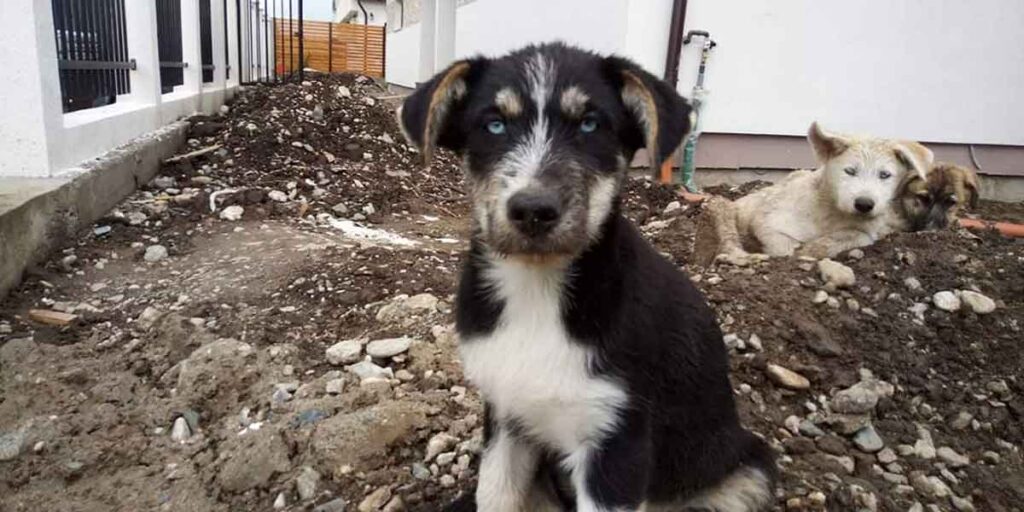 Homeless Puppy in Romania