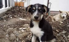Help Needed Rescuing Romania’s Street Dogs for USA Adoption
