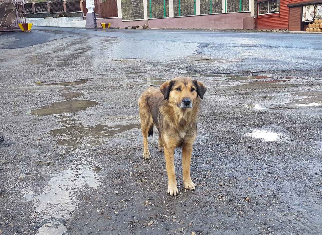 Beautiful Romanian strays like this one need our urgent help