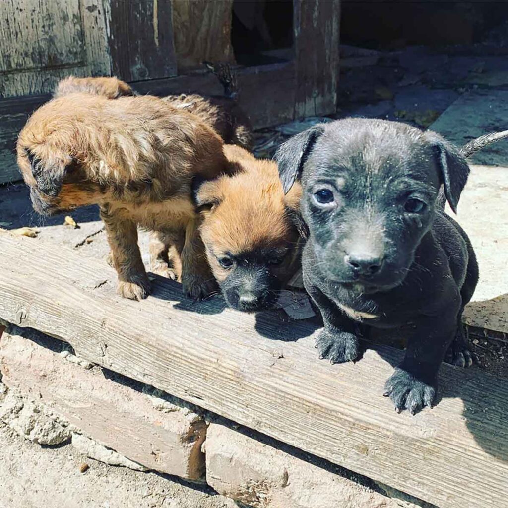The future for these pups born on the streets of Romania is dim if something is done fast